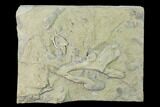 Fossil Cystoid (Pleurocystites) & Coral Association Plate - Iowa #135631-1
